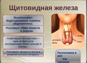 Как работает щитовидная железа и что с ней может пойти не так?