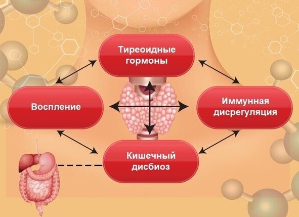 Щитовидная железа и микрофлора: как кишечник влияет на гормоны