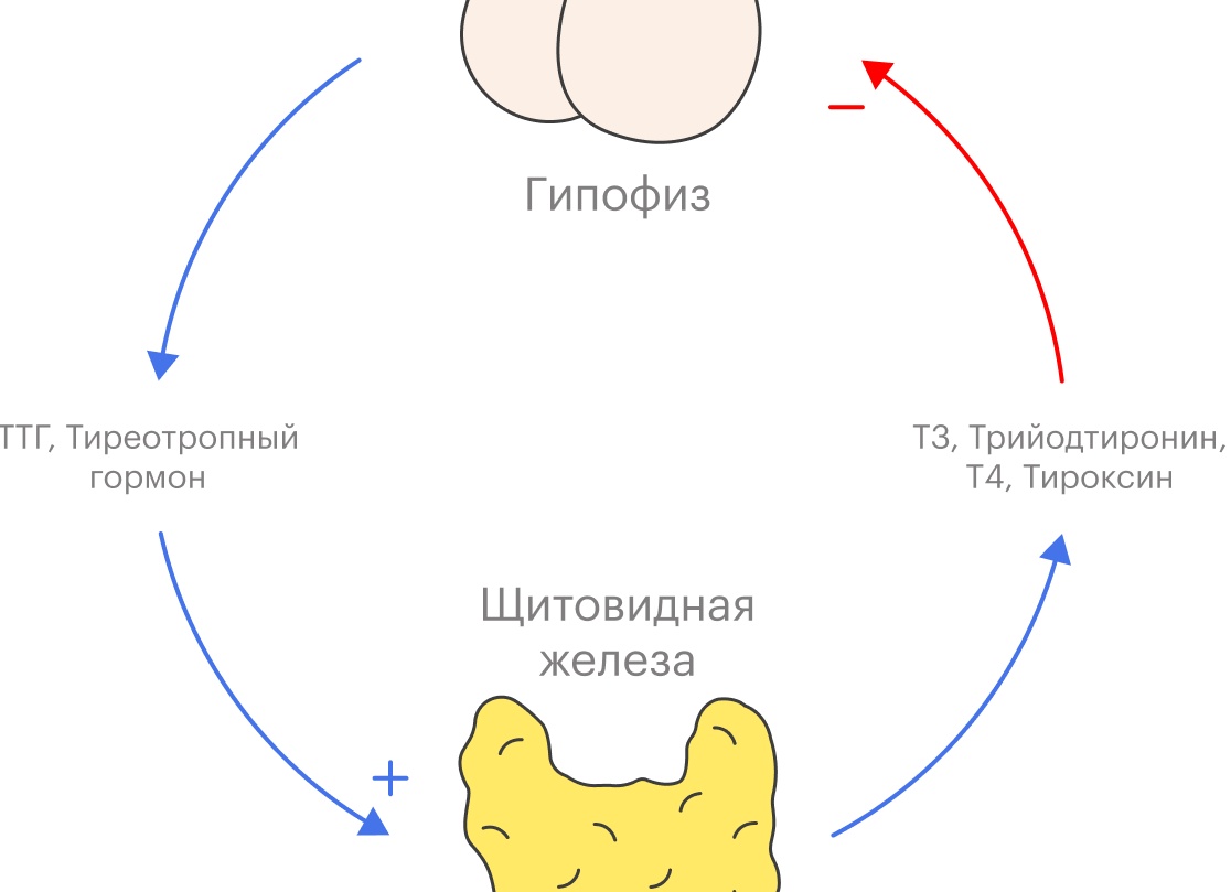 Какие анализы сдать, чтобы проверить щитовидную железу?