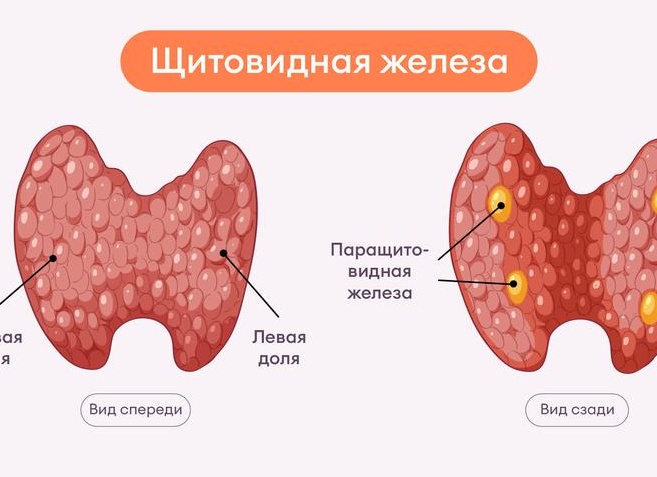 Щитовидная железа. Обследование щитовидной железы. Диагностика заболеваний щитовидной железы.