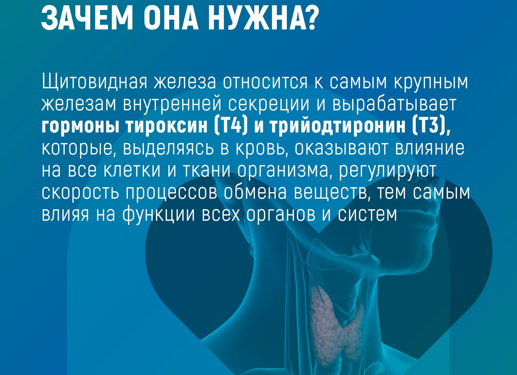 Зачем нужна щитовидная железа?