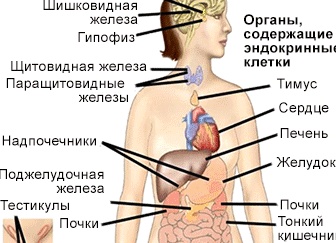 Щитовидная железа и кишечник