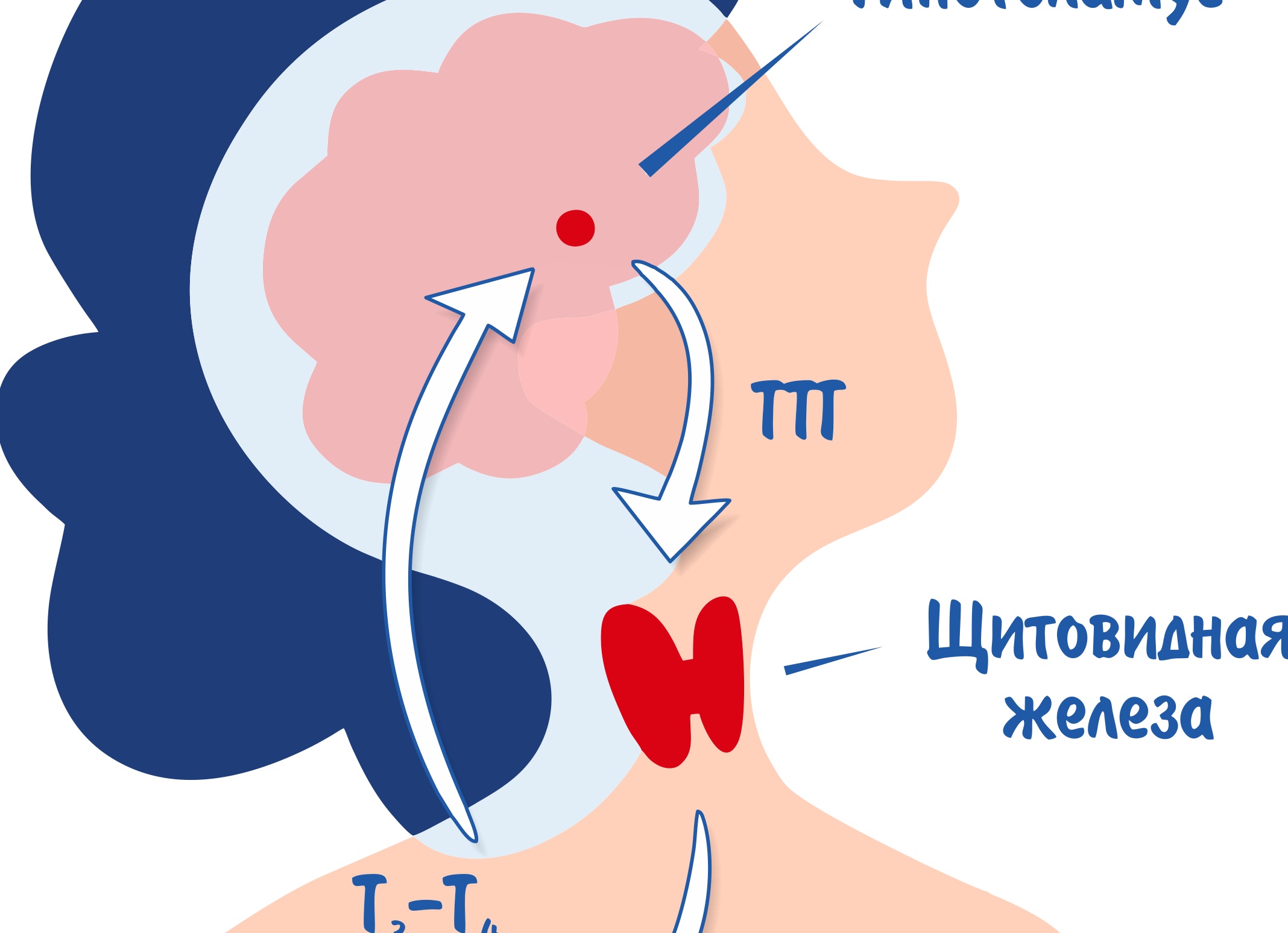 ТТГ, щитовидная железа и как это влияет на состояние организма