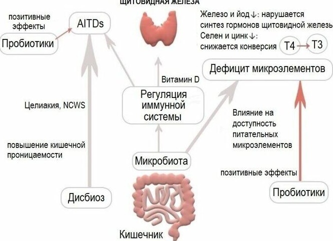 Щитовидная железа и кишечник, какая взаимосвязь?