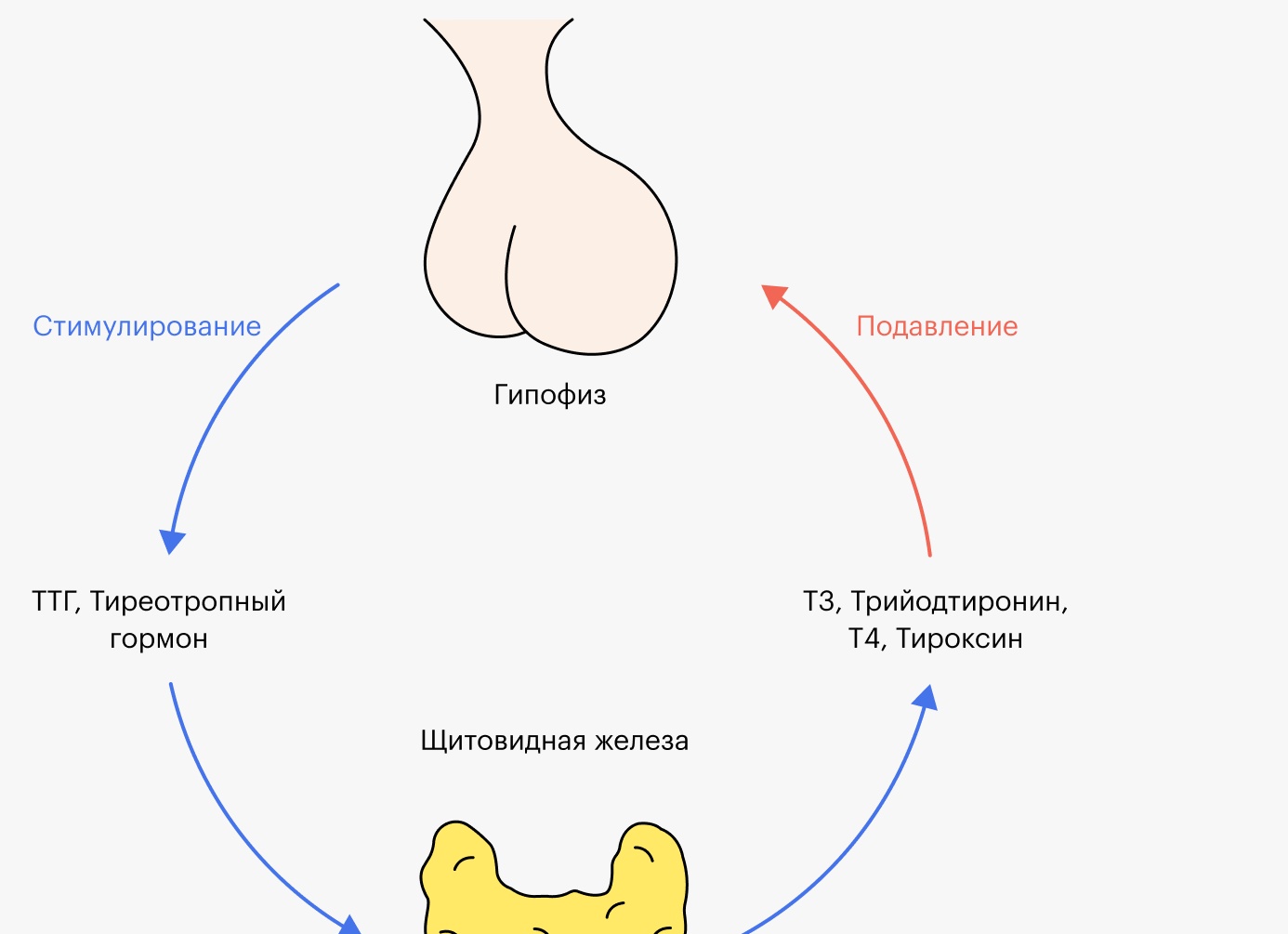 ЩИТОВИДНАЯ ЖЕЛЕЗА — ПОМЕХА ЗАЧАТИЮ