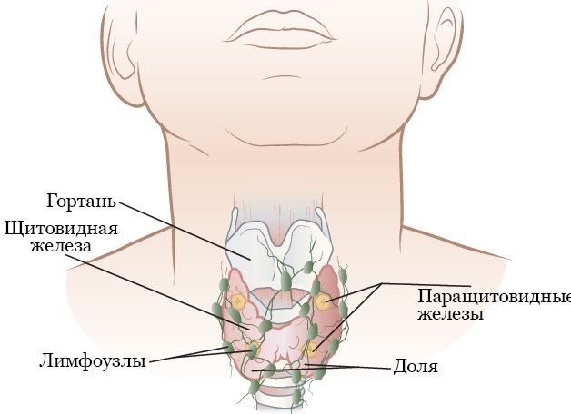 Что влияет на здоровье щитовидной железы.