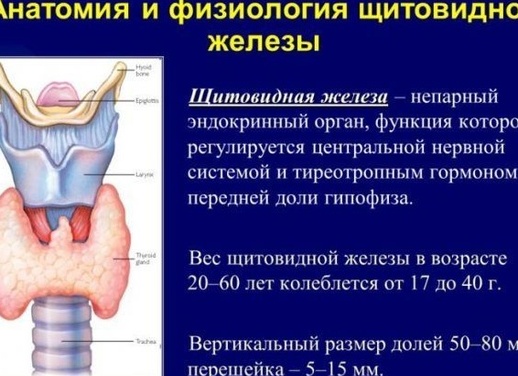 Анатомия и физиология щитовидной железы