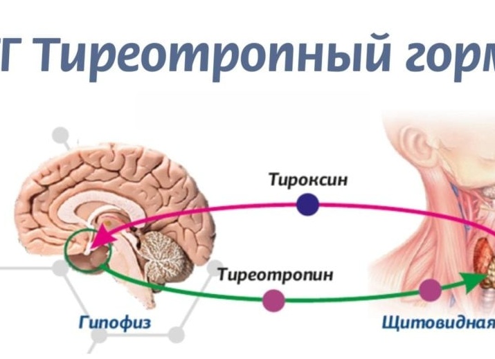 Тирозин и щитовидная железа