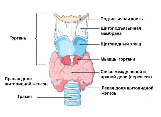 Здоровье щитовидной железы