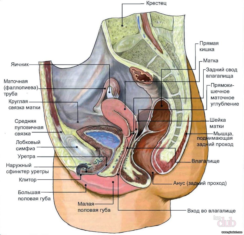 Женский таз анатомия сагитальный разрез
