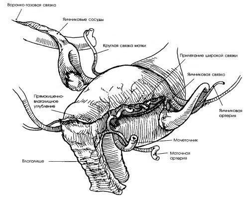 Строение органов малого таза у женщин схема после удаления матки и яичников