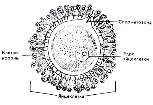 Яйцеклетка картинка с подписями