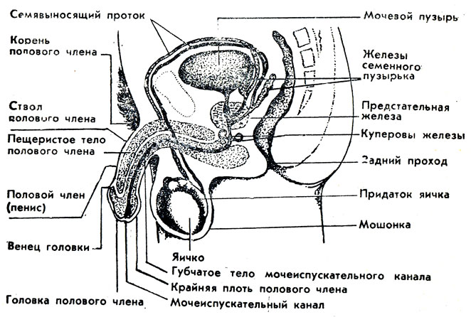 Анатомия мужских органов в картинках пояснение