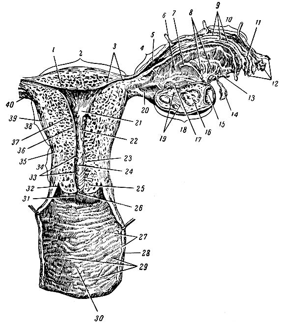 Женские половые органы яичник. Перешеек матки анатомия. Отверстия маточной трубы.