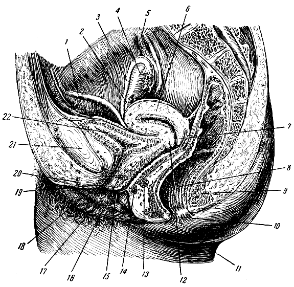 Женские половые органы сбоку. Сагиттальный разрез матки. Анатомия женских органов точка g. Сагиттальный разрез малого таза женщины.